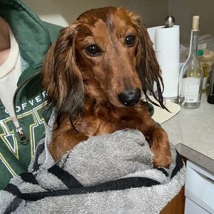 Meet your Posher, Meredith